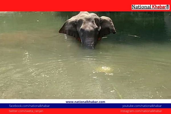 Ratan Tata Seeks Justice for Elephant, Calls it 