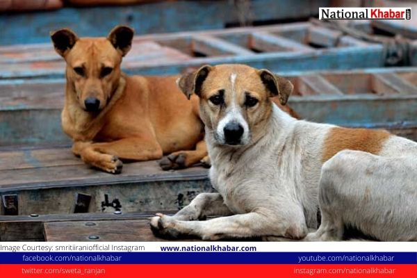 Nagaland Bans Import, Trade And Sale Of Dog Meat
