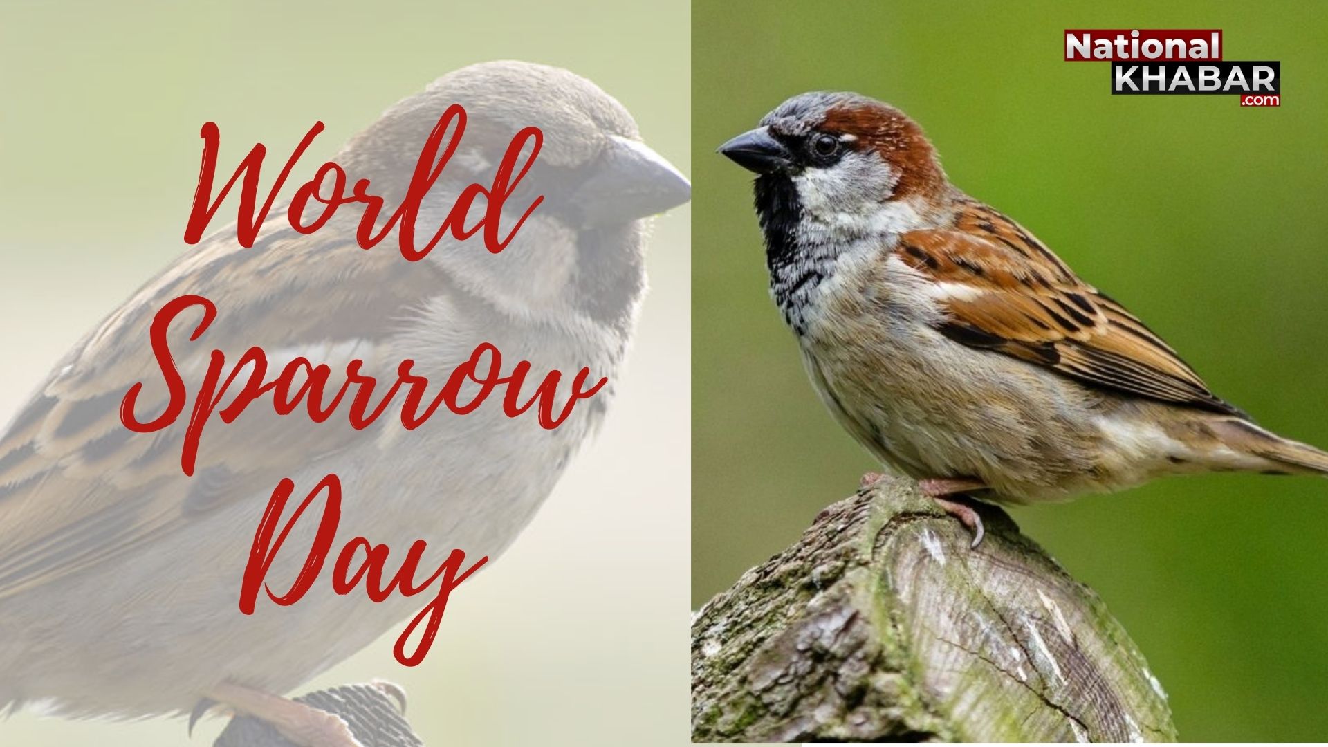 पर्यावरण का जीवंत बैरोमीटर है गौरैया, 20 मार्च को मनाया जाता है विश्व गौरैया दिवस